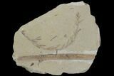 Metasequoia (Dawn Redwood) Fossil - Montana #85831-1